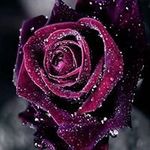 Anne Ferrell Zabaldo - @anneferrell - Instagram