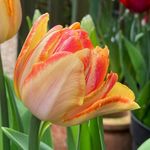 Anne Field - @apple_tree_garden - Instagram
