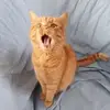 Anne Fleury - @anne.fleury7 - TikTok