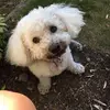 Anne Forde - @anne.forde - TikTok