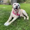 poppy - @anneforde6 - TikTok