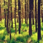 Anne Forest - @storm_andlight - Instagram