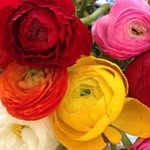 Anne Fricker - @annefricker - Instagram