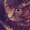 Anne Gallant - @the.crazy.cat.lady2 - TikTok