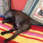 Anne Garlick - @agarlick3977 - Instagram