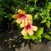 Anne-Marie Gendron - Facebook