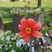 Anne Gerard - Facebook