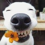 Anne Germain - @zialeo51 - Instagram