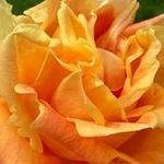 Anne Germain - @manou.germain - Instagram