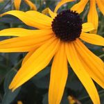 Anne Gervais - @anne.gervais.71 - Instagram
