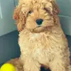 It’s the_dogga - @anne.gillard - TikTok