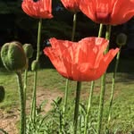 Anne gillender - @annegillender - Instagram