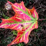 Ann Gilman - @princesslag64 - Instagram
