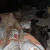 Anna Goodenow - @anna.goodenow - TikTok