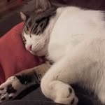 Anne Grall Bochard - @grall_anne - Instagram