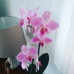 anne-marie gressier - @annemarie_gressier - Instagram