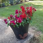 ANN GUYTON ABRAMS - @annguytonabrams - Instagram