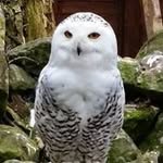 Anne Hambley - @annehambley - Instagram