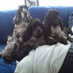 Annette Hambley - @annettehambley - Instagram