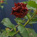 Anne Hammond - @hammo_ann3 - Instagram