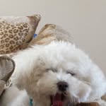 Anne Harmon Fear - @harmonfear - Instagram