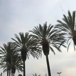 Anne Harrod - @anneharrod37 - Instagram