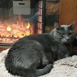 Anne Hickerson - @faolchucroi - Instagram