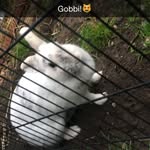 Anne-Sofie Og Robin Hood - @anneogrobin - Instagram