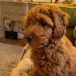 Anne Howarth - @howarth6089 - Instagram