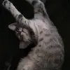 Anne Huber - @anne.huber4 - TikTok