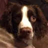 Annabel Hugill - @annie32356 - TikTok
