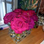 Anne Hynes - @anncyhynes - Instagram
