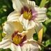 Anne Irvine - Facebook