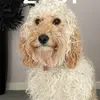 Mollie Moo - @shirleyanneirvine - TikTok