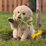 Anne Isom - @bramble_berry_goldens - Instagram