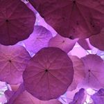 Anne Jager - @annejager6151 - Instagram
