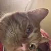 AnneJobinJagger - @annejagger - TikTok
