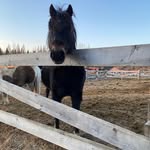 Anne-Fred Jalbert - @annefredjalbert - Instagram