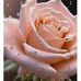 Anne Jay - Facebook