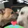 Anne Jefferies - @anne.jefferies7 - TikTok