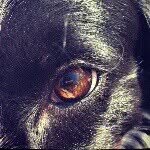 Chi Anne Jeffries Photography - @pepper_photography - Instagram