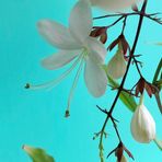 Anne Jo - Facebook