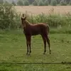 Annebel Jonkers - @annebeljonkers - TikTok