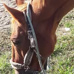 Anne Joubert - @anne_joubert26 - Instagram