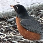 anneju - @annejubirdwatcher - Instagram
