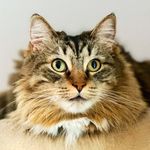 Anneju - @annejucat - Instagram