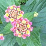 Ann Karman - @annkarman - Instagram