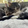 Karen and Jeff the cats - @annekaskj - TikTok