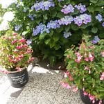 Anneke Hoekstra - @anneke.hoekstra3 - Instagram