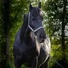 annekehoekstra828 - @annekehoekstra828 - TikTok